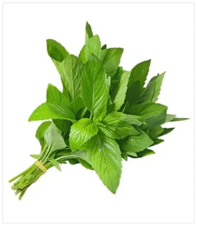 نعناع