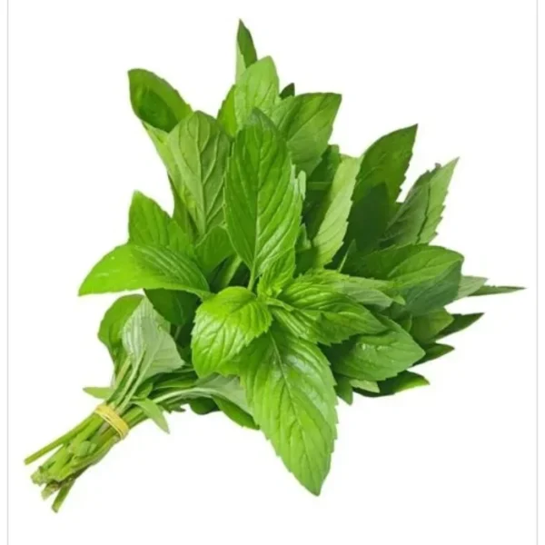 نعناع