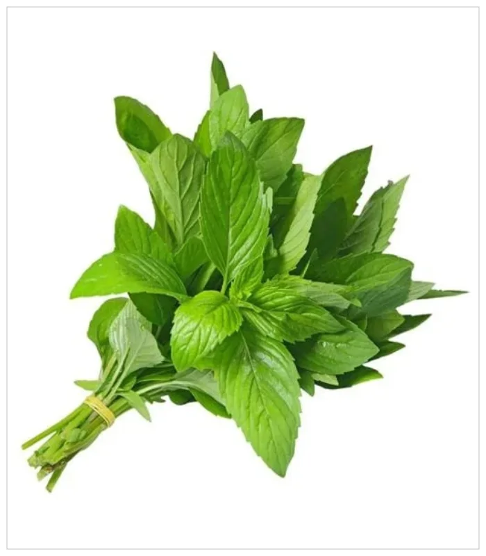 نعناع