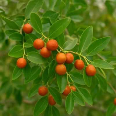 شجرة السدر العلاجية Ziziphus spina-christi