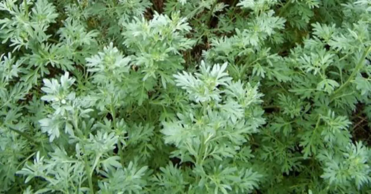 عشبة الشيح البري