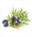 العرعار