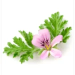 العطرشية