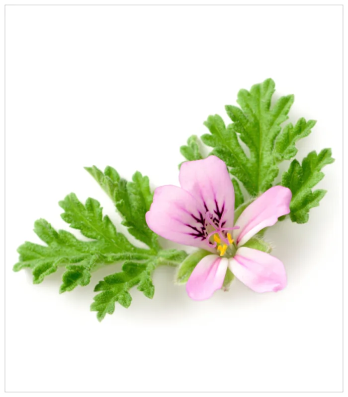 العطرشية