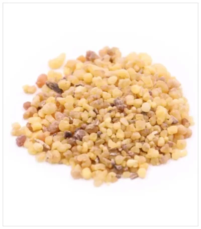 لبان ذكر صغير