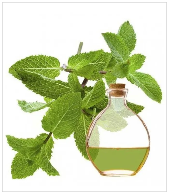 زيت الاريجانوا زيت الاريجانوا