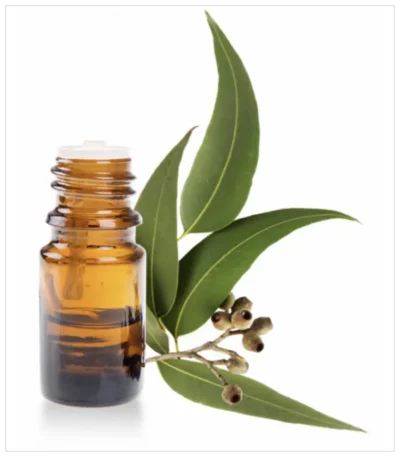 زيت السدر الطبيعي