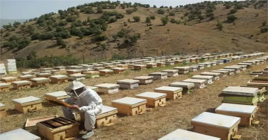 عسل الجبل