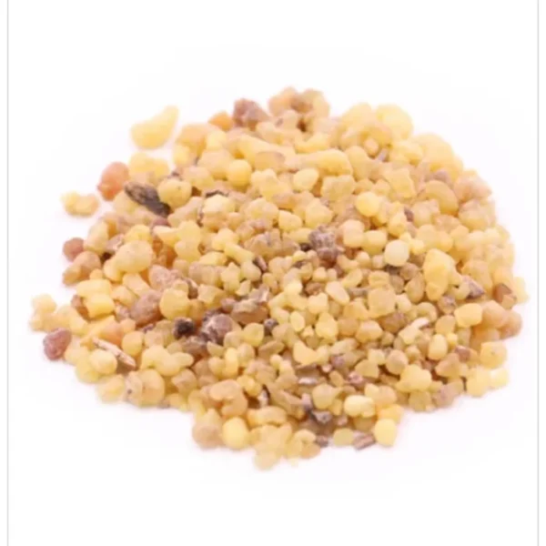 لبان ذكر صغير