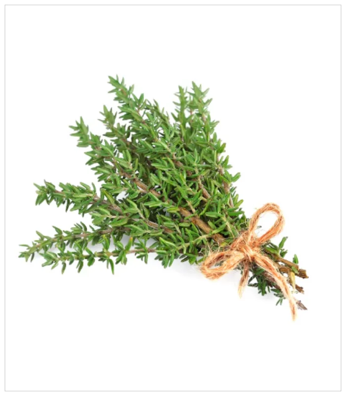 زعتر أخضر زعتر أخضر