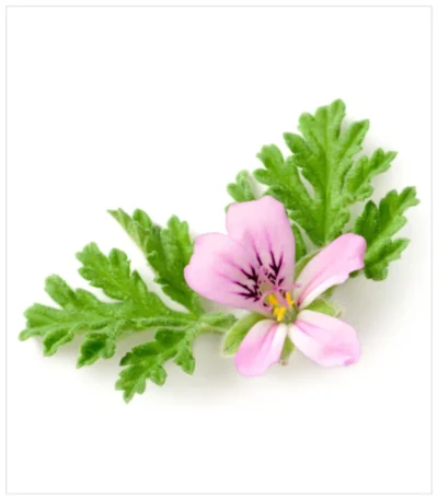 عطرشية