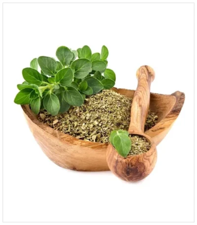 مردقوش