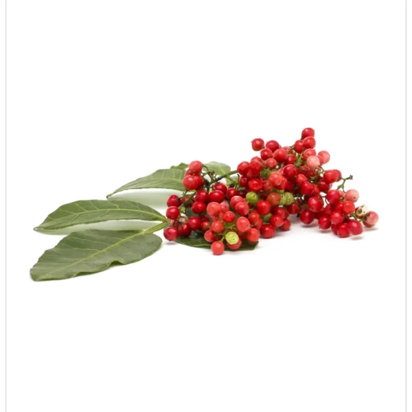 القضوم - عشبة الضرو