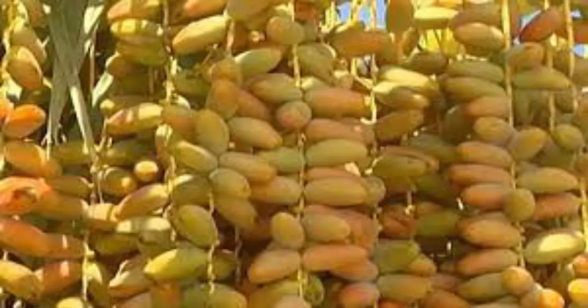 البسر
