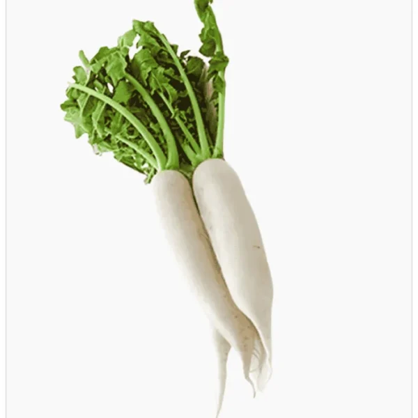 فجل ابيض عضوي