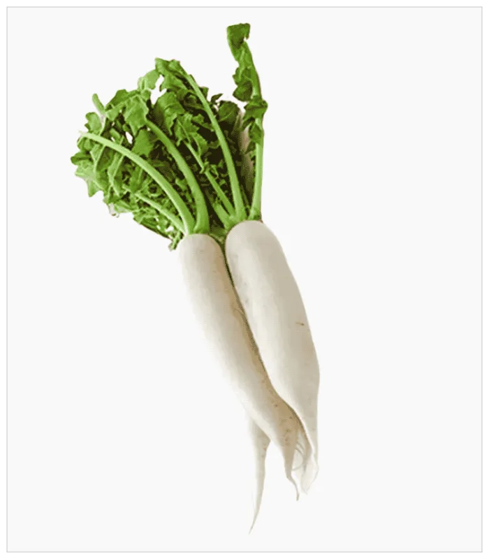 فجل ابيض عضوي