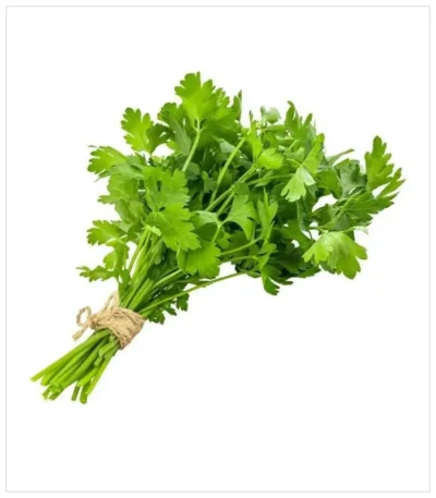 كزبرة
