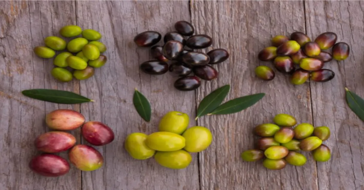 أنواع الزيتون