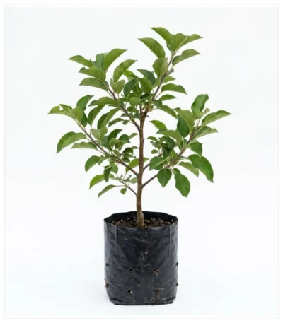 التفاح الأخضر