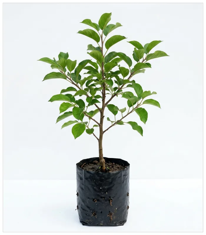 التفاح العربي