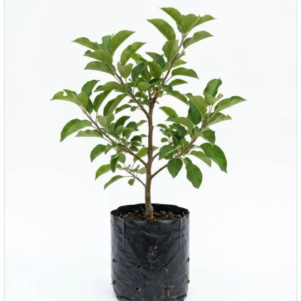 التفاح الأخضر