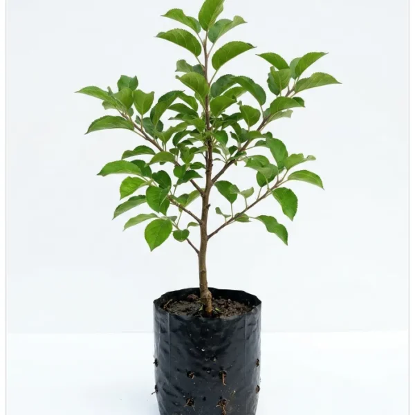 التفاح العربي