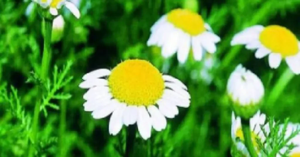 عاقر قرحا