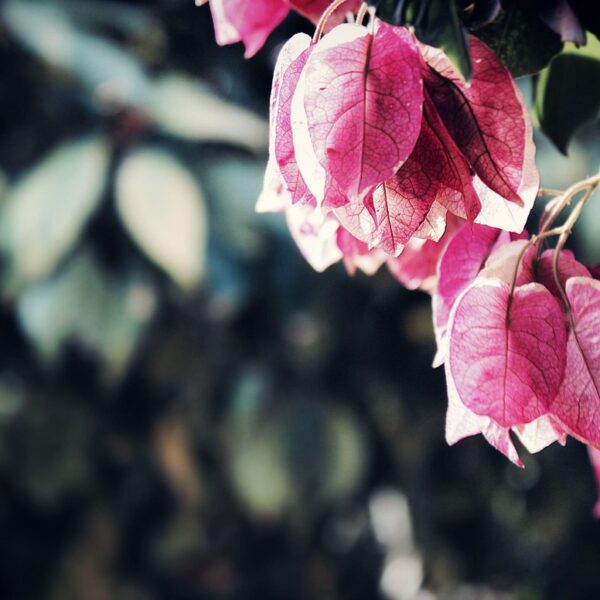 Bougainvillier rouge