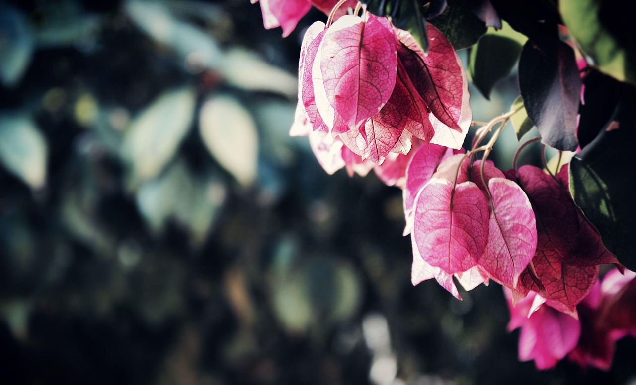 bougainvillier Bougainvillier rouge - الصورة 1