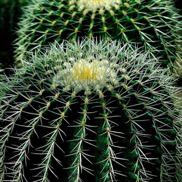 Cactus decoratif