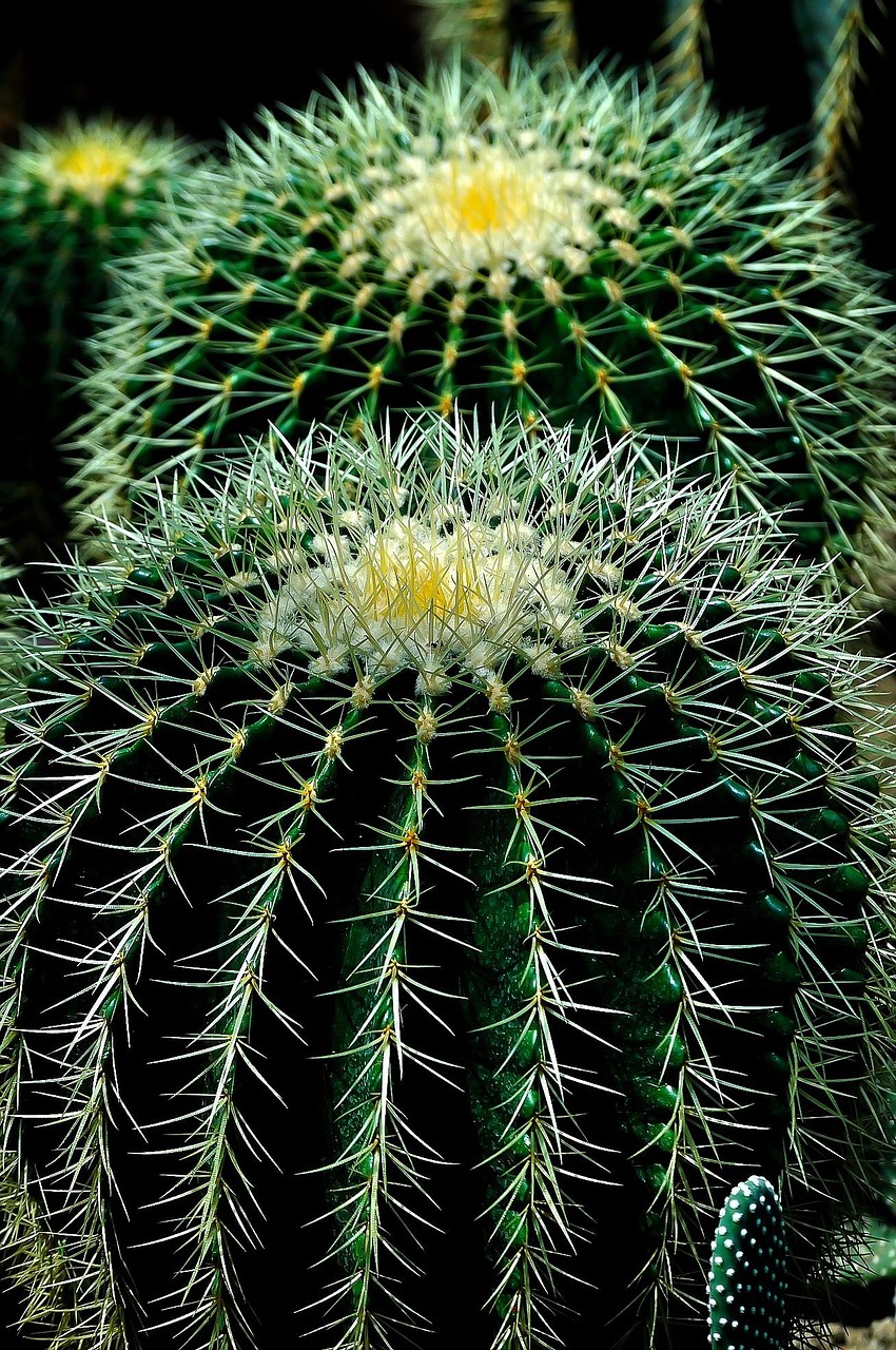 cactus Cactus decoratif - الصورة 1