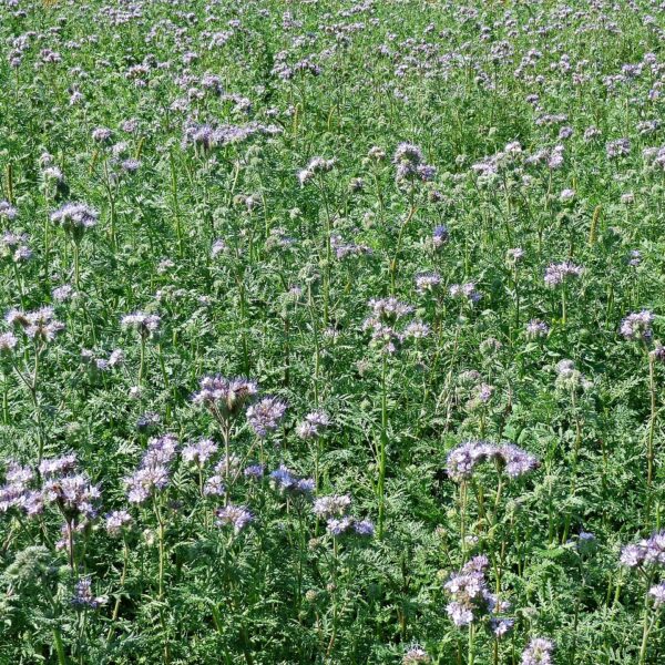 Engrais fleurs 2kg