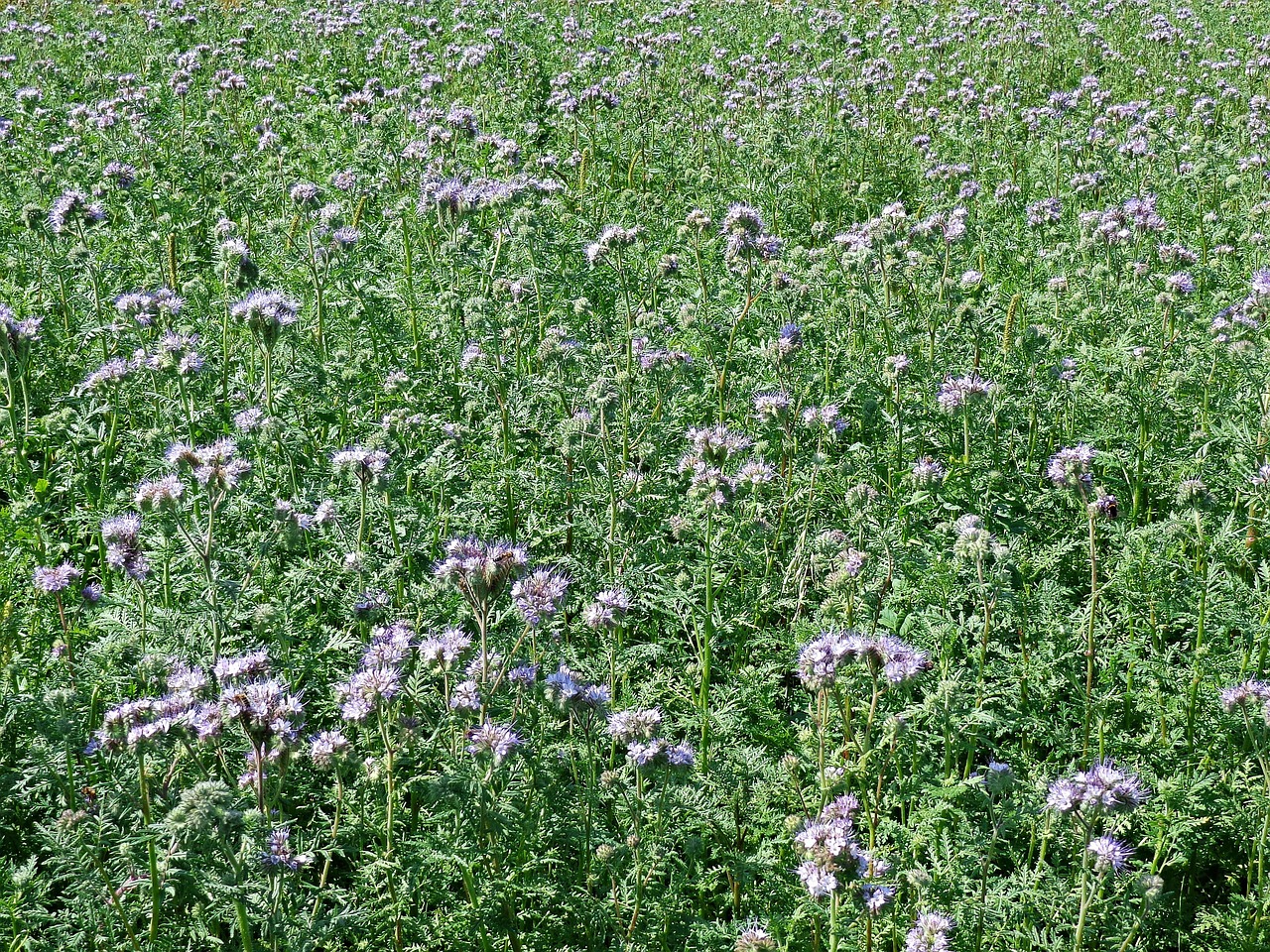 engrais_fleurs Engrais fleurs 2kg - الصورة 1