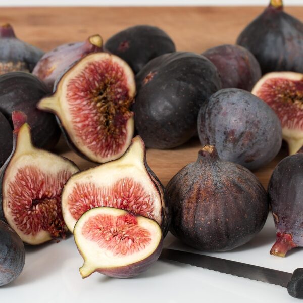 Ficus benjamina