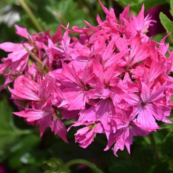 Geranium