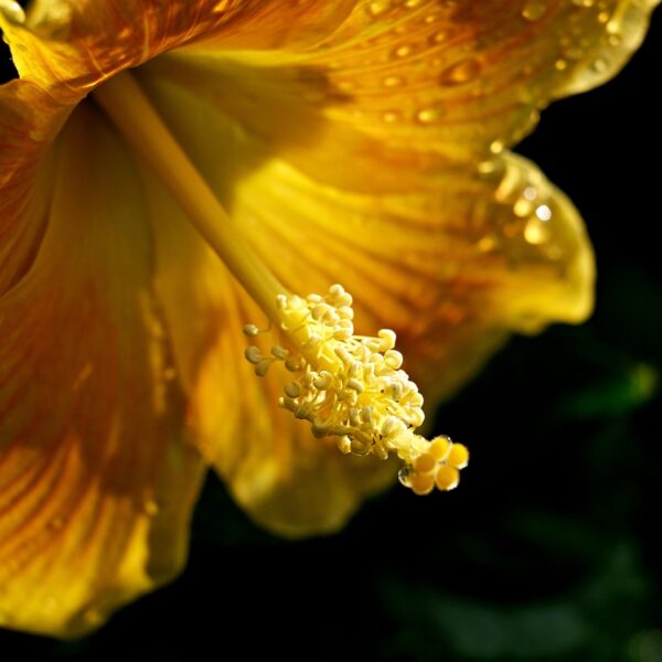 Hibiscus
