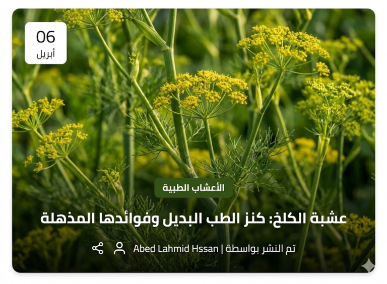 صورة منتج بطاطا حلوة من متجر Herbes Gamra