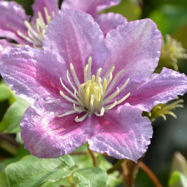 Jasmin grimpant