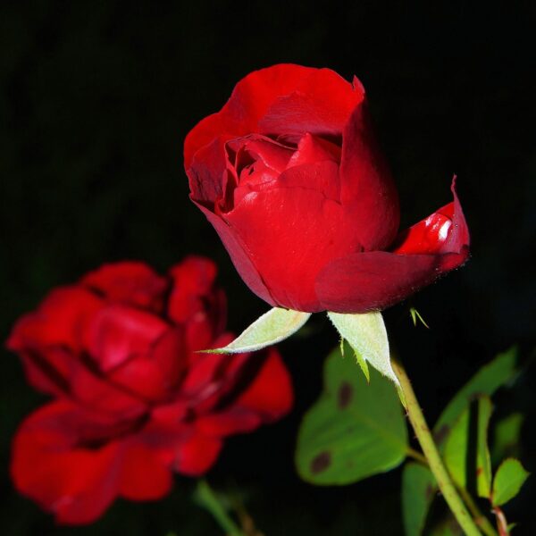 Rose rouge
