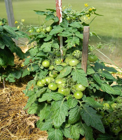 veg5_4415 طماطم كرزية - الصورة 1