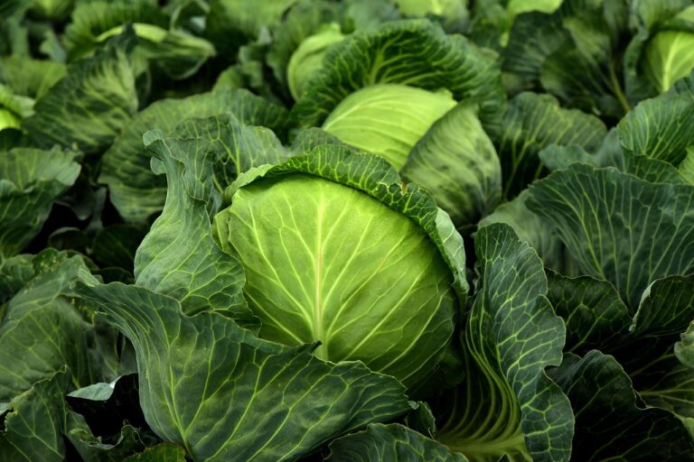 صورة منتج كرنب من متجر Herbes Gamra